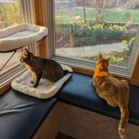 Associated Veterinary Specialists ico