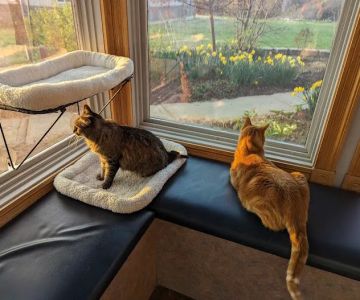 Associated Veterinary Specialists