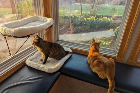Associated Veterinary Specialists