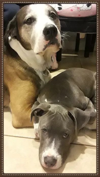 Overland Animal Clinic 12