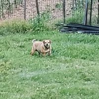 Overland Animal Clinic ico