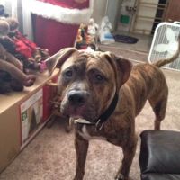 Pets Urgent Care Center ico