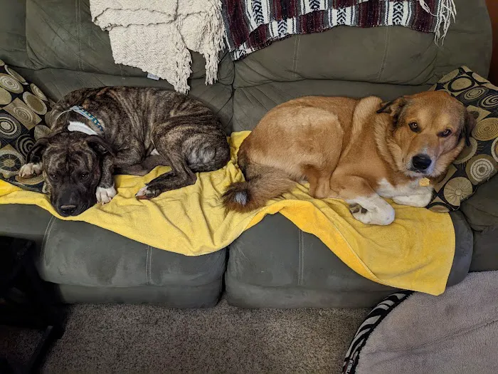 Rock Road Animal Hospital: Stroud Paige DVM 12