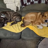Rock Road Animal Hospital: Stroud Paige DVM ico