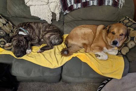 Rock Road Animal Hospital: Stroud Paige DVM