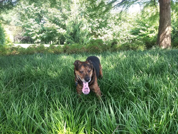 Rock Road Animal Hospital: Stroud Paige DVM 12