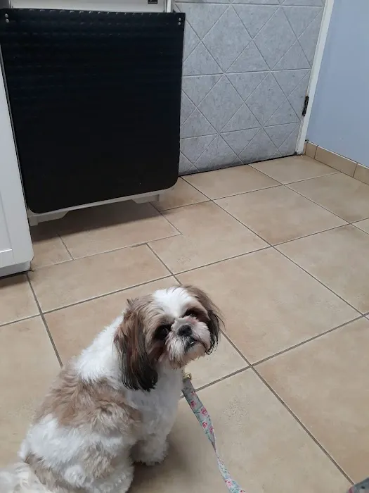 Rock Road Animal Hospital: Stroud Paige DVM 12