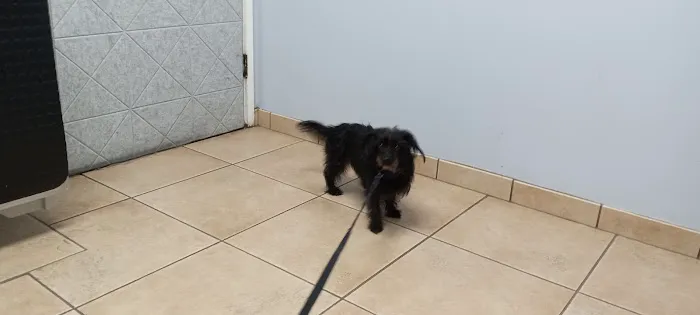 Rock Road Animal Hospital: Stroud Paige DVM 12