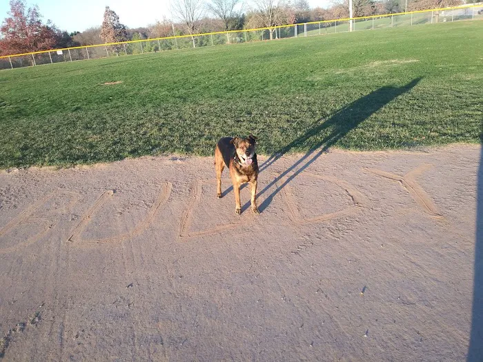 Rock Road Animal Hospital: Stroud Paige DVM 12