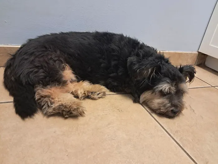 Rock Road Animal Hospital: Stroud Paige DVM 12
