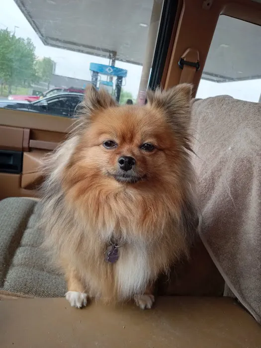 Rock Road Animal Hospital: Stroud Paige DVM 12