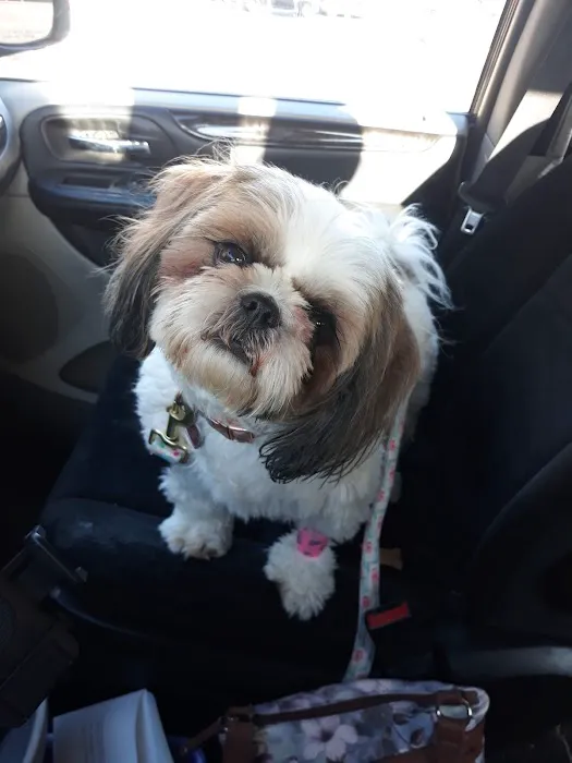 Rock Road Animal Hospital: Stroud Paige DVM 12