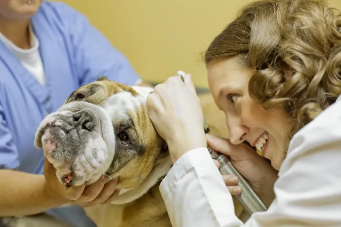 Rock Road Animal Hospital 12