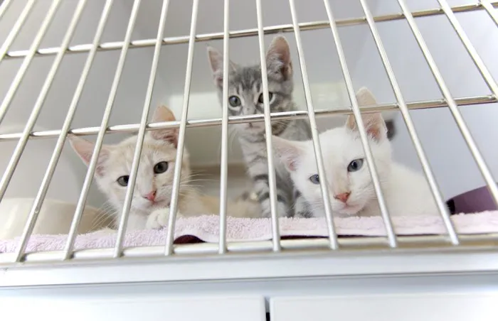 Rock Road Animal Hospital 12
