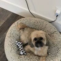 Banfield Pet Hospital ico