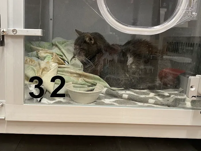 Veterinary Emergency Group 12