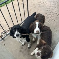 O'Fallon Animal Hospital ico