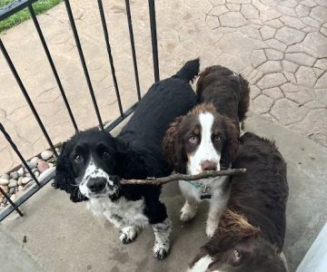 O'Fallon Animal Hospital