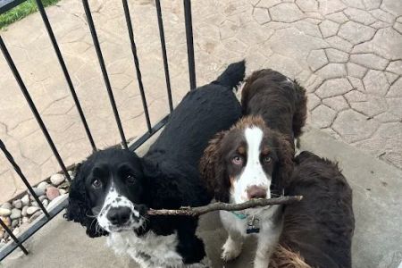 O'Fallon Animal Hospital