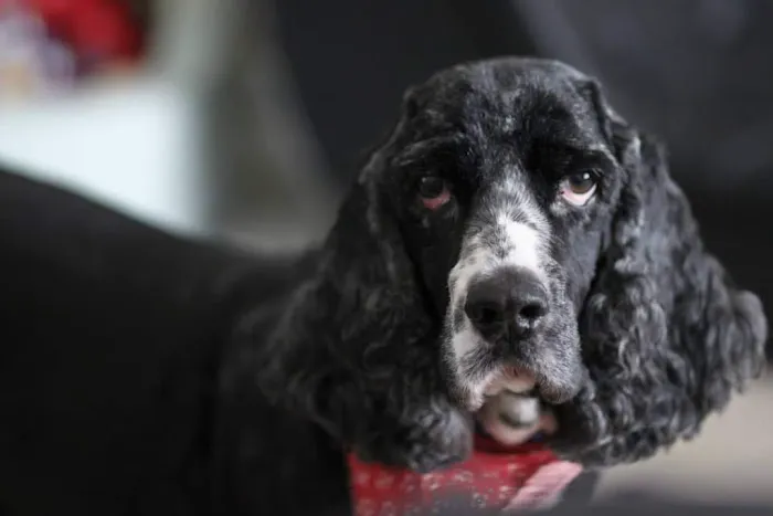 O'Fallon Animal Hospital 12