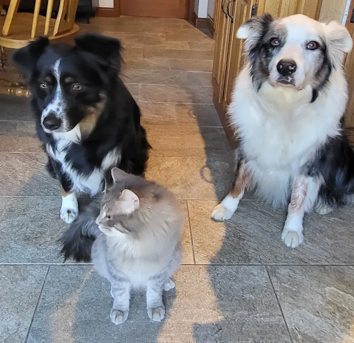 O'Fallon Animal Hospital 12
