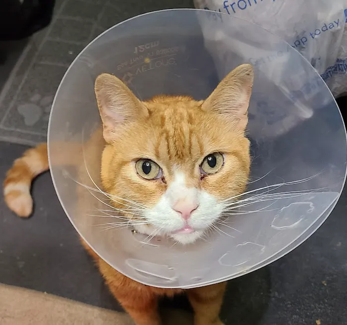 Vetco Total Care Animal Hospital 12