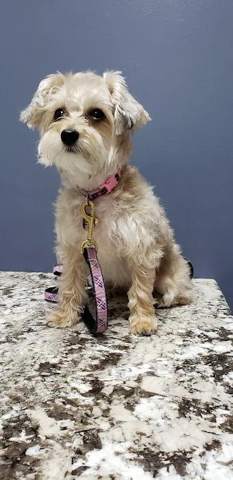 Gentle Doctor Animal Hospital 12