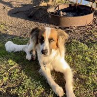 McCauley Animal Clinic ico