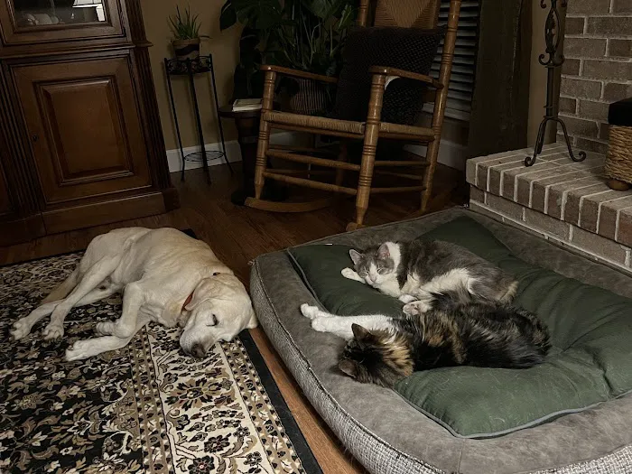 McCauley Animal Clinic 12