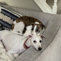 Banfield Pet Hospital ico