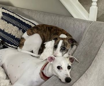 Banfield Pet Hospital