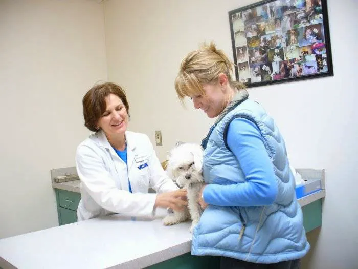 VCA All Creatures - Cloud Animal Hospital 10