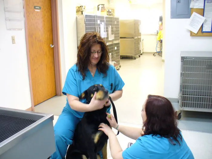 VCA All Creatures - Cloud Animal Hospital 6