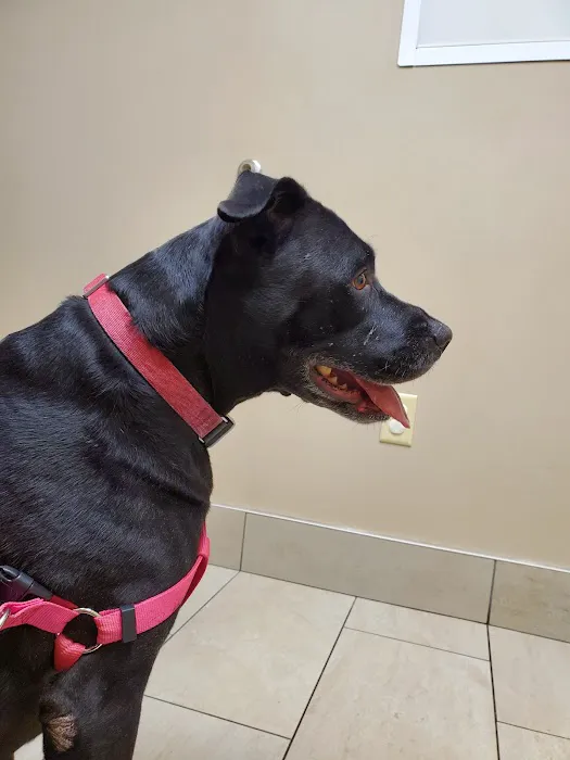 Harvest Plaza Animal Hospital 3