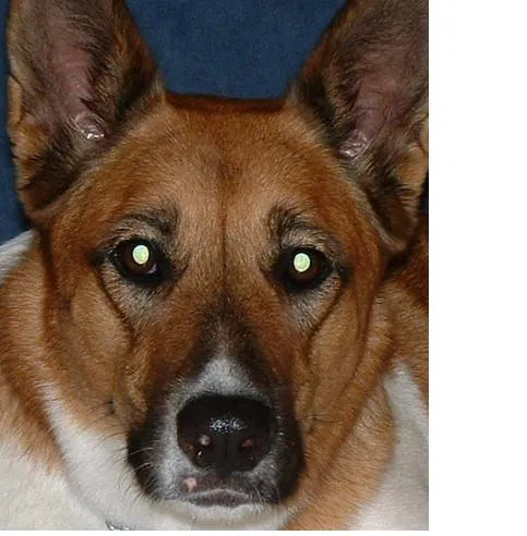 Harvest Plaza Animal Hospital 9