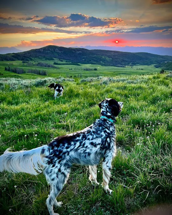 VetMed Consultants 5
