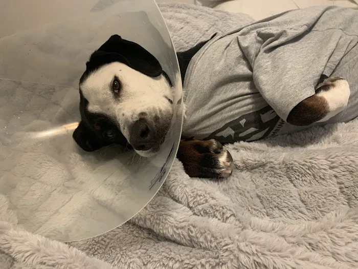 VCA Cottonwood Animal Hospital 3