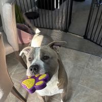 Union Park Veterinary Hospital ico
