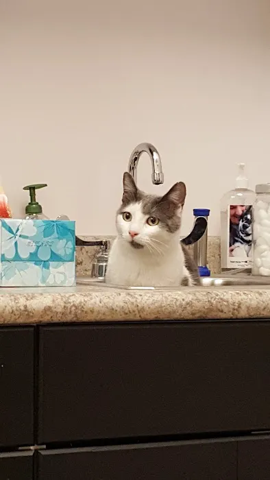 Union Park Veterinary Hospital 9