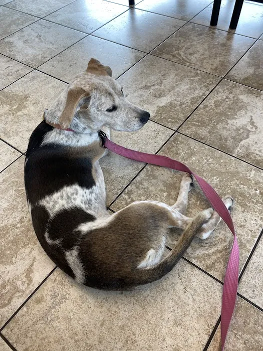 Union Park Veterinary Hospital 8