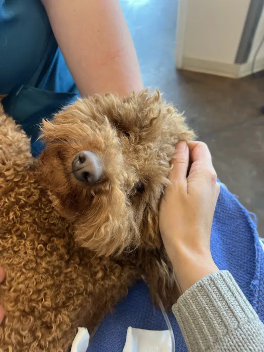 Union Park Veterinary Hospital 5