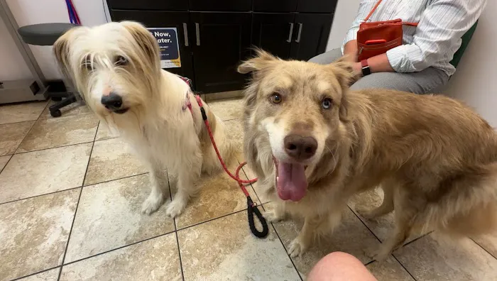 Union Park Veterinary Hospital 10