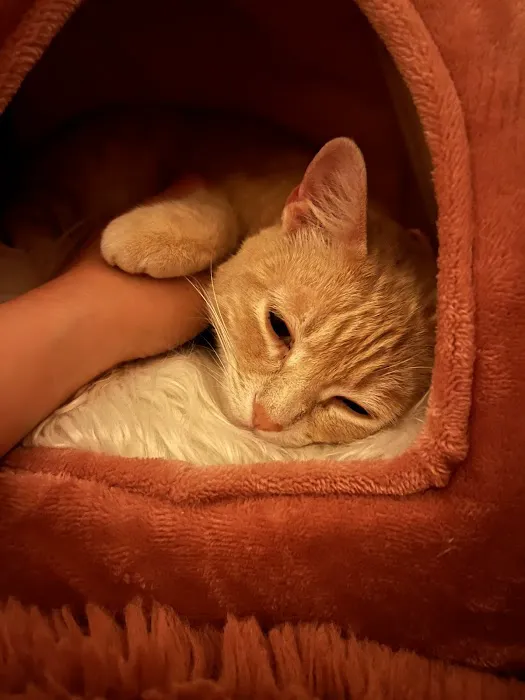 Vetco Total Care Animal Hospital 8