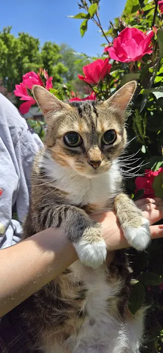 Vista Vet Clinic and Urgent Care 3