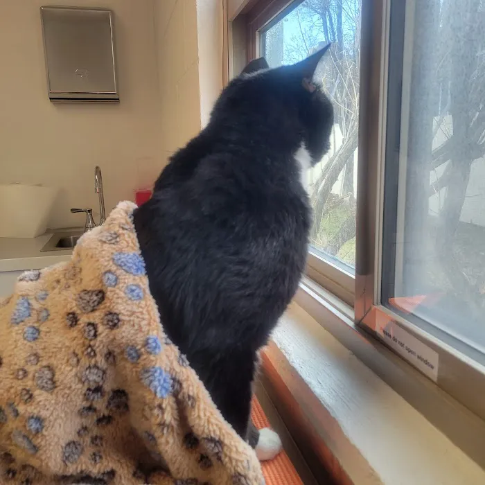 Vista Vet Clinic and Urgent Care 1