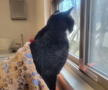 Vista Vet Clinic and Urgent Care