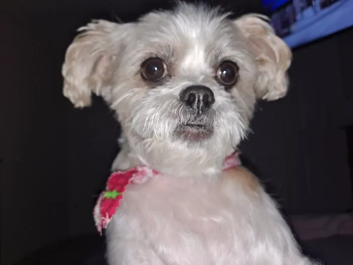 Vista Vet Clinic and Urgent Care 4