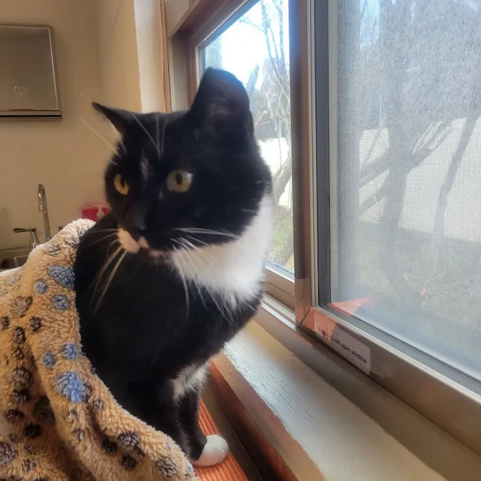 Vista Vet Clinic and Urgent Care 8