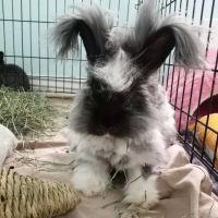 Wasatch Exotic Pet Care ico