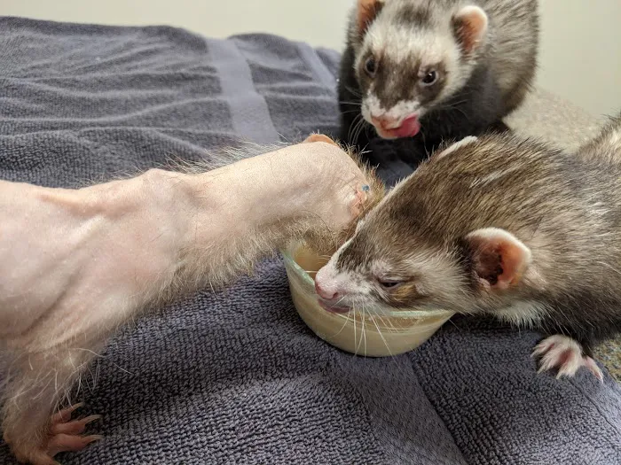 Wasatch Exotic Pet Care 5